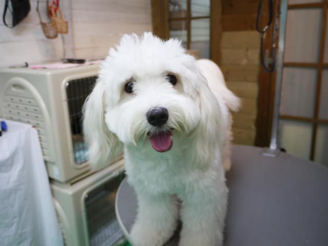 初ご来店 マルチーズとパピヨンのミックスちゃんがさっぱりカット トリミングサロン ワイズドギー 富山新庄店 スタッフブログ 初ご来店 マルチーズとパピヨンのミックスちゃんがさっぱりカット トリミングサロン ワイズドギー 富山新庄店 スタッフブログ