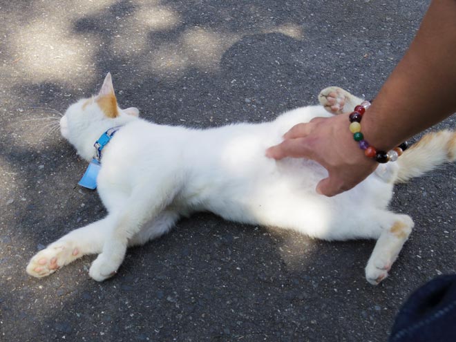 猫7