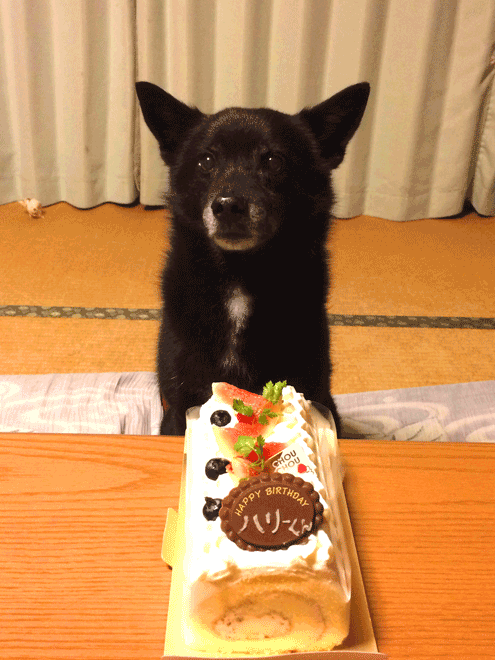 どうもどうも 岩田ブログですよ トリミングサロン ワイズドギー 富山新庄店 スタッフブログ どうもどうも 岩田ブログですよ トリミングサロン ワイズドギー 富山新庄店 スタッフブログ