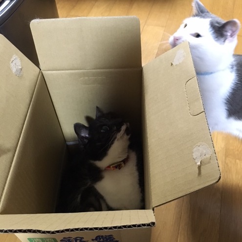 ぶろぐ