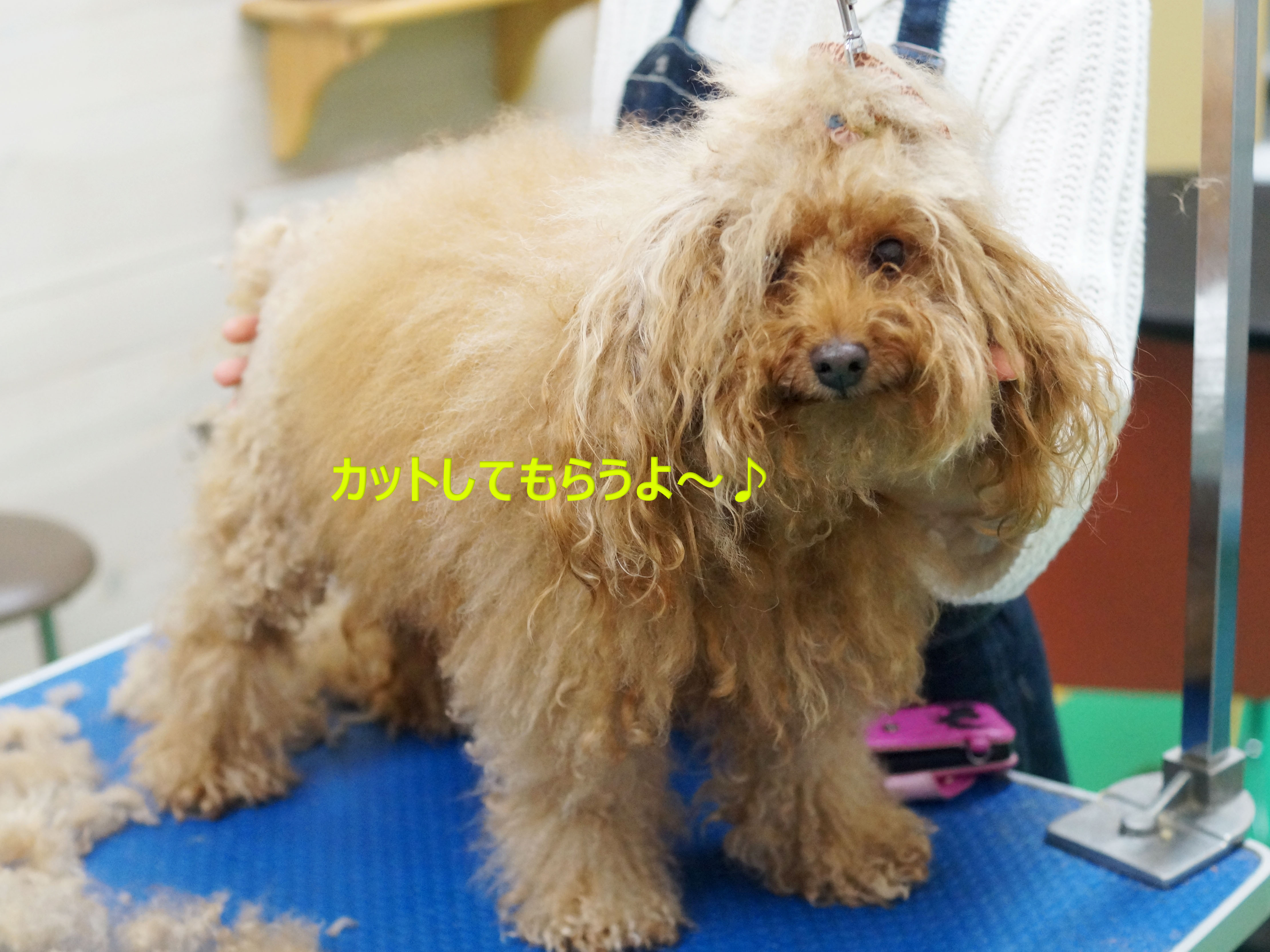 トイプードルちゃんのコンチネンタルクリップ トリミングサロン ワイズドギー 富山新庄店 スタッフブログ トイプードルちゃんのコンチネンタルクリップ トリミングサロン ワイズドギー 富山新庄店 スタッフブログ