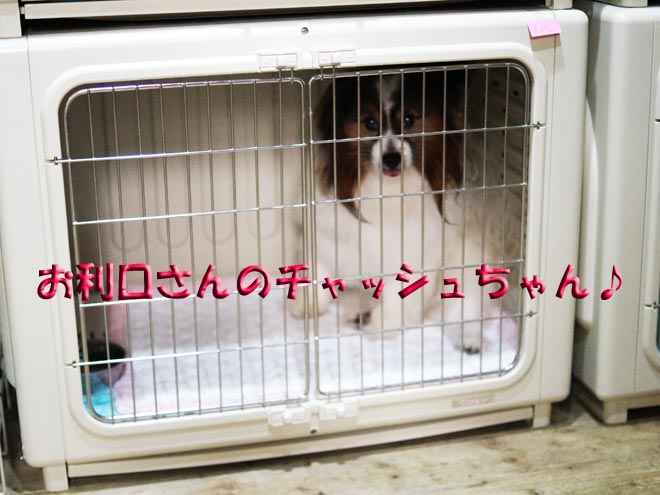 チャッシュ1