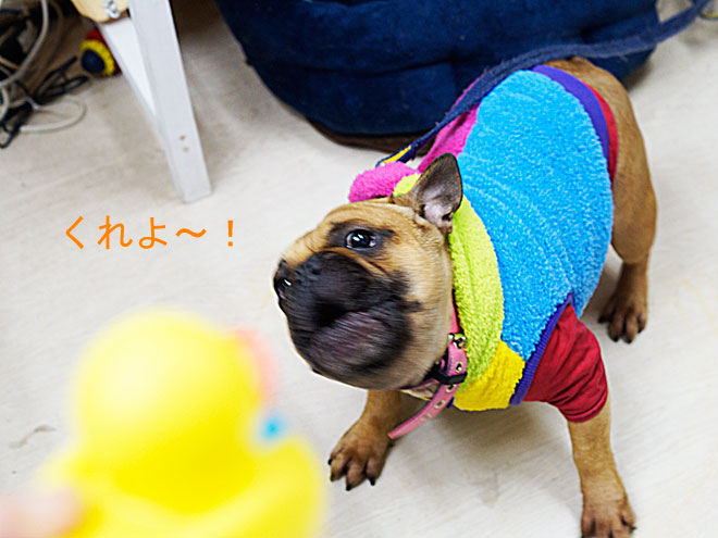 ひよこ3