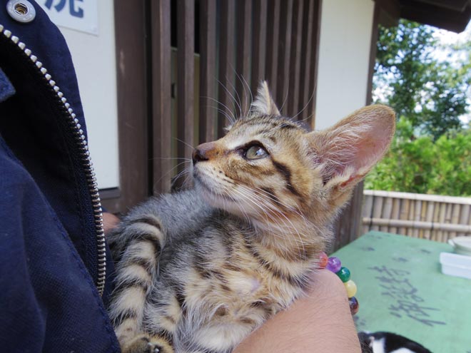 猫5