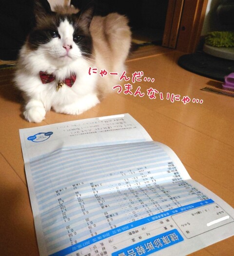 結果がもうきたぞーーーΣ(ﾟДﾟ)！…と採血結果発表と今年の七夕のルルちんの願い事と1週間たったけど恒例のあれ(*´∀｀*) : ラグドール　ルルナのあしあと。 - Vimarsana News