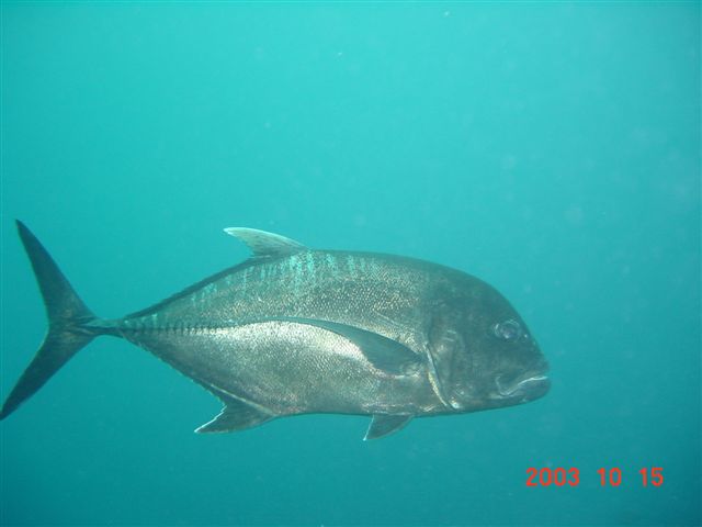 大型肉食魚 Gab Gab 2 Blue Coral