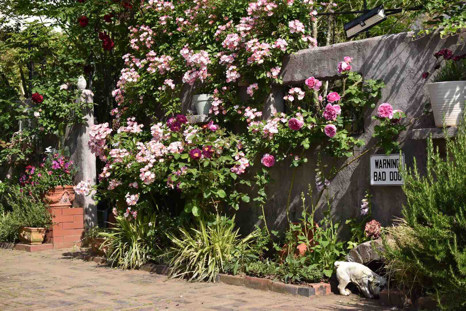 今日の庭 バラがピークになりました 魔女の電子便