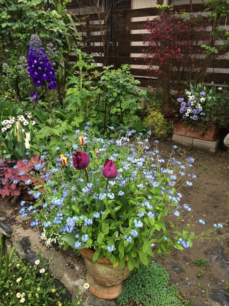今日の庭 チューリップ 北花壇の様子 レーヴ ドール 魔女の電子便