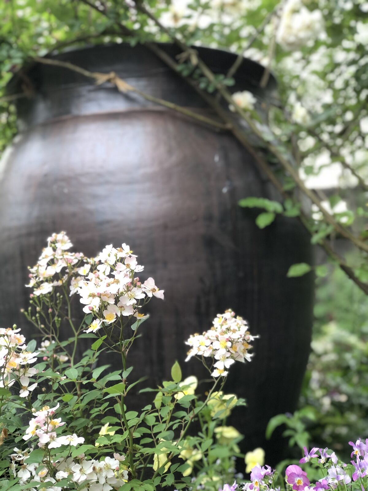 ニューサの庭さ 21 魔女の電子便