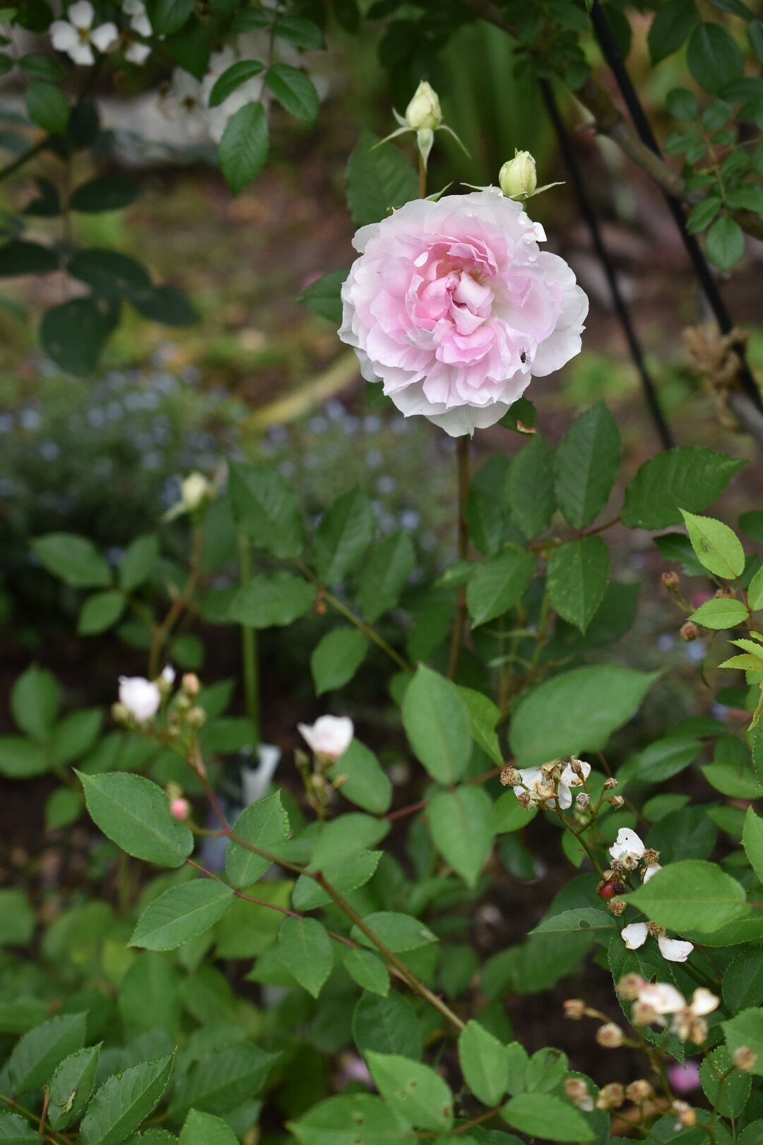 ニューサの庭さ 21 魔女の電子便
