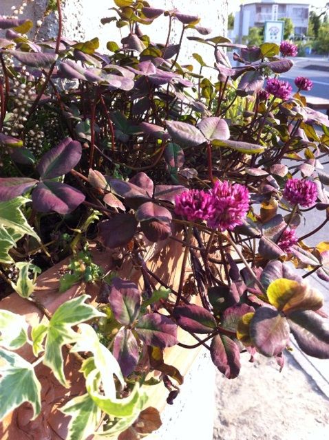 今日の庭フェイス クローバーだけど雑草じゃないぞ クローバー ティント 魔女の電子便