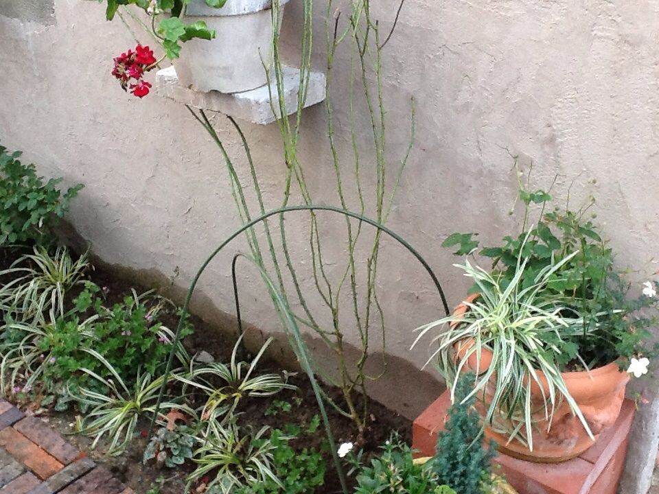 つるバラ彷徨２ 魔女の電子便