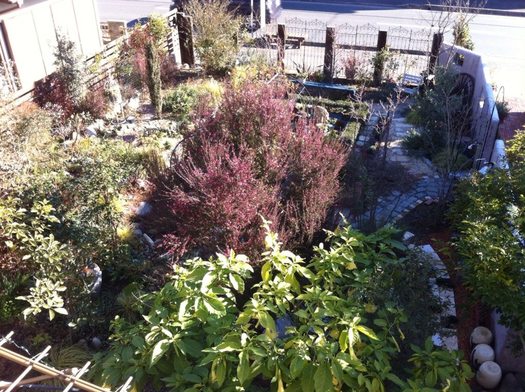 今日の庭フェイス 我が家の冬のシンボルツリー ギョリュウバイ 魔女の電子便 今日の庭フェイス 我が家の冬のシンボルツリー ギョリュウバイ 魔女の電子便