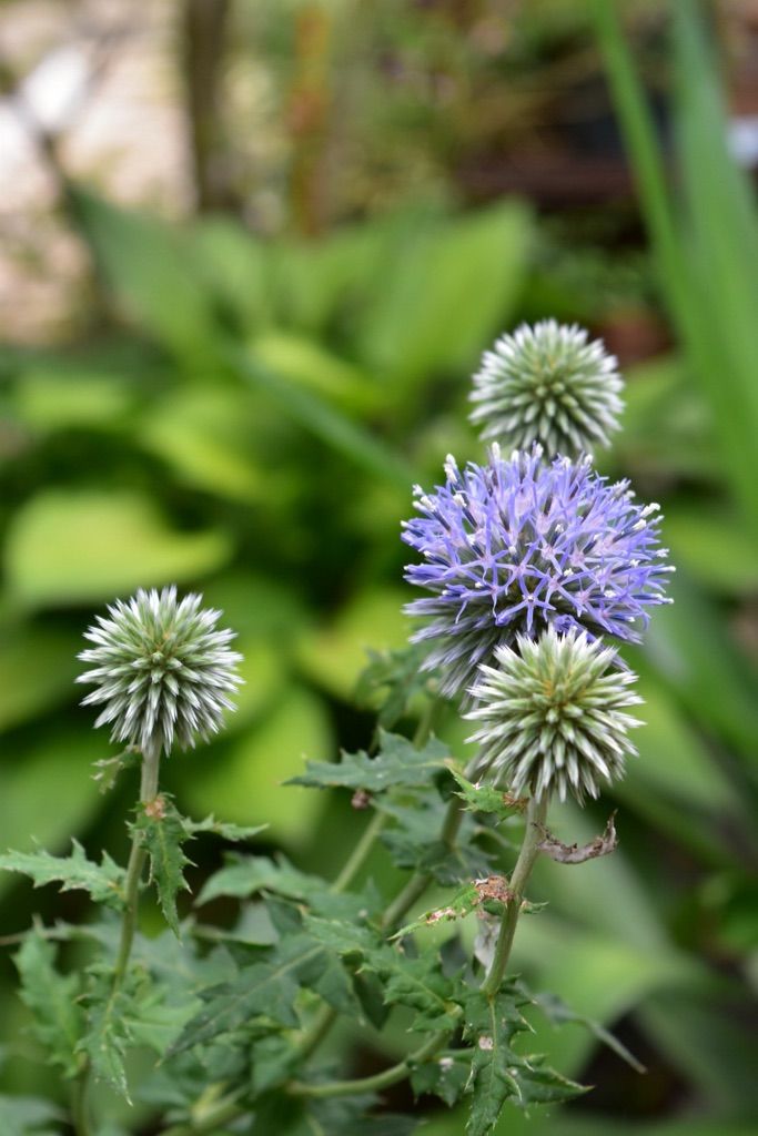 今日の庭 ルリタマアザミ咲き 庭友来る 魔女の電子便