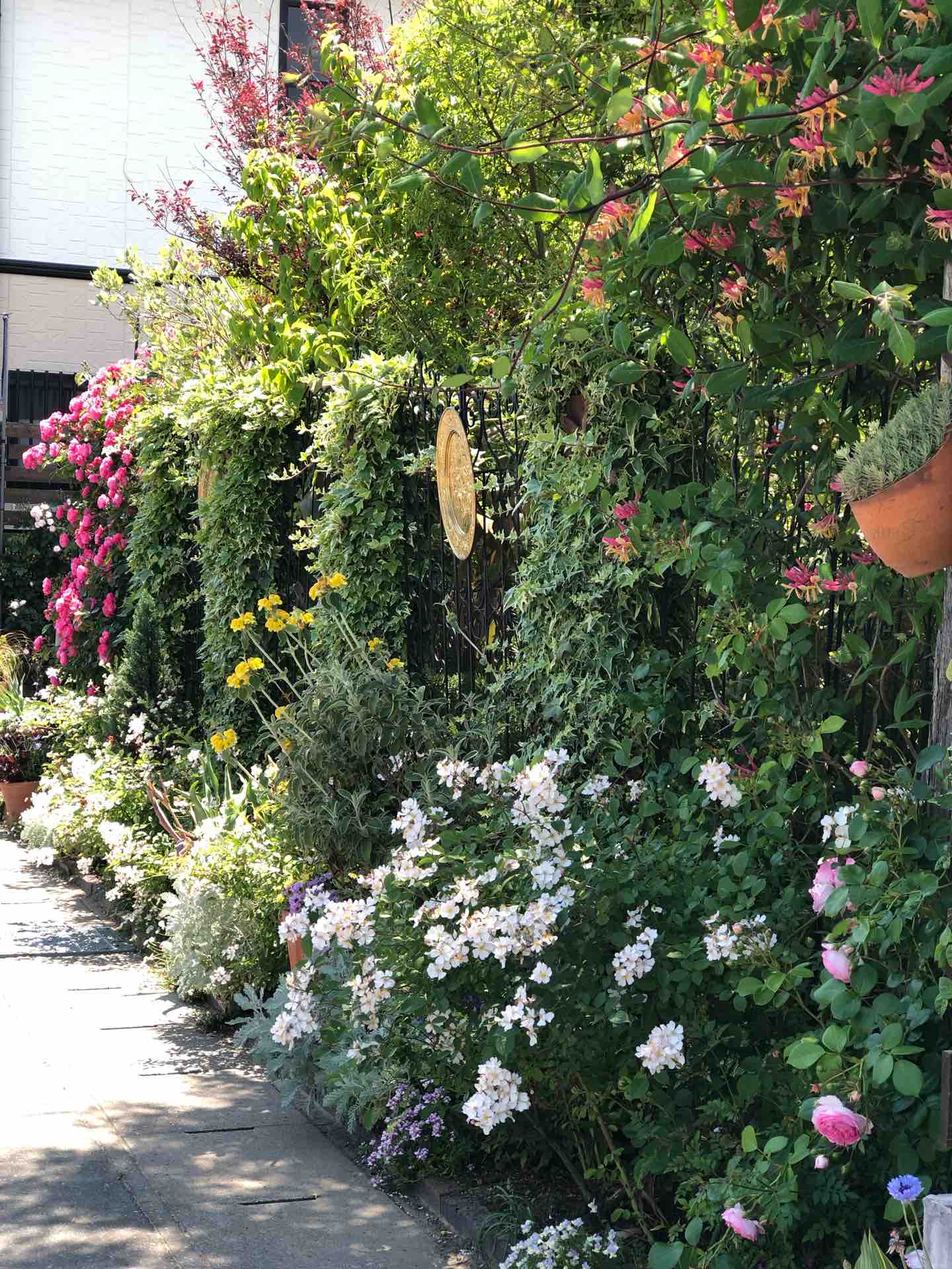 今日の庭 バラがピークになりました 魔女の電子便