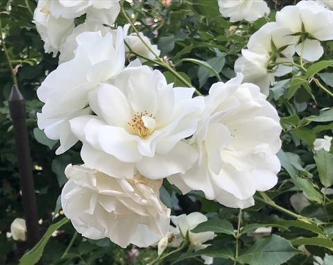 1FB620A9-9E64-4BCC-BD28-A03353642A8E