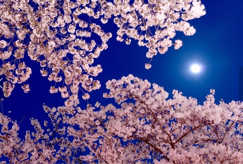 桜と月　1