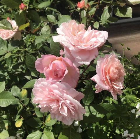 603E9FE5-D071-43E3-AADF-F1711C9F2F62