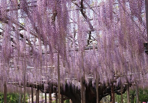 あしかがフラワーパーク 2