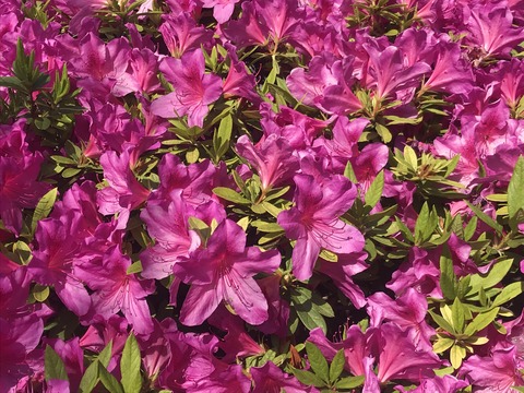 19E38264-5429-4C65-8DDA-74EAD8AA7F03