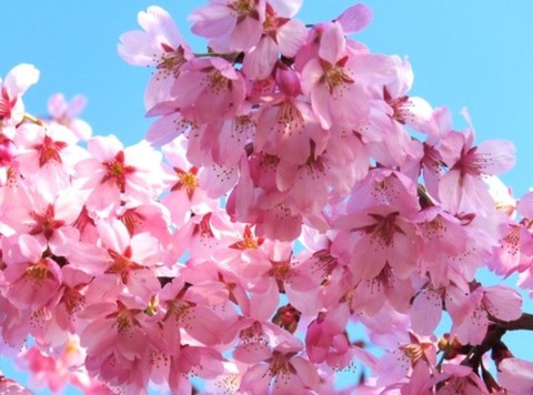 ユヅ桜　満開　4月1日