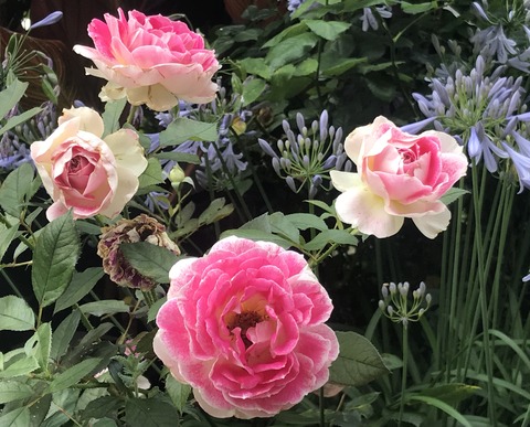 A78FD856-AA94-4C20-BB0C-DE2F2CEAF2E8