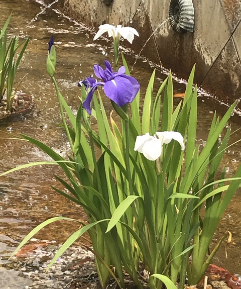 327C5399-FB81-4D2E-8E06-5F6D6205E7F1