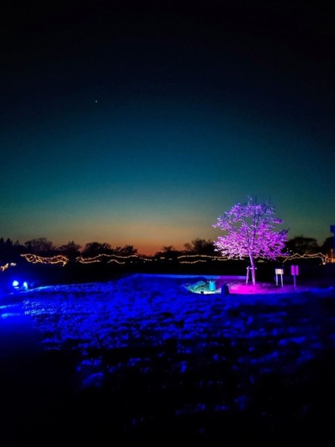 ゆづ桜　ライトアップ　2023