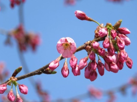 ゆづ桜　開花