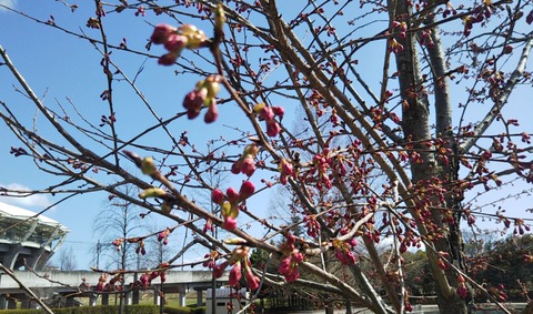 ゆづ桜