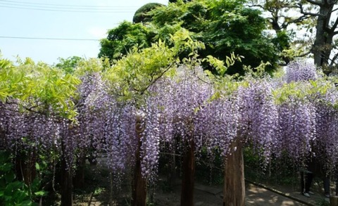 仙台　子安町の藤