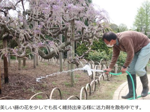 あしかがフラワーパーク 1