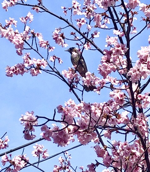 FullSizeRender - 2021-04-17T145326.195