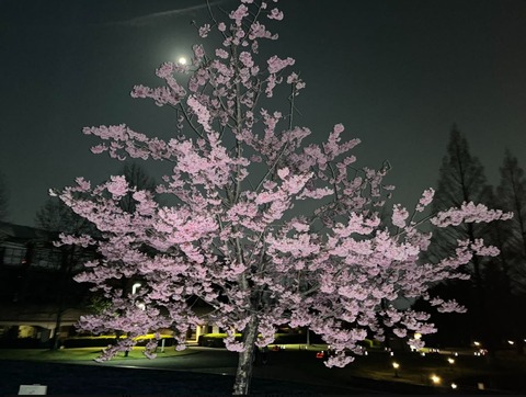 ゆづ桜　4月4日