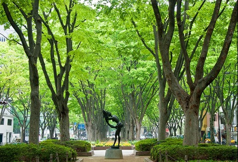 仙台　定禅寺通り　ケヤキ