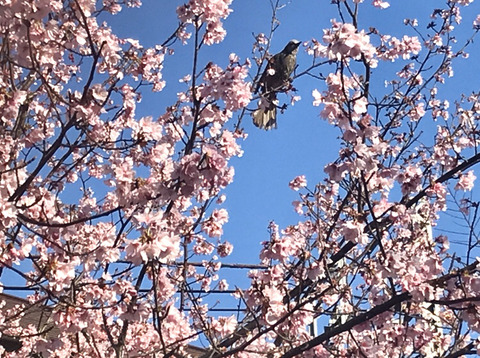 FullSizeRender - 2021-03-16T160709.436