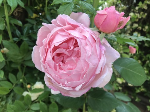 5342A9B9-78DA-4FC1-9248-A5920683ACE2