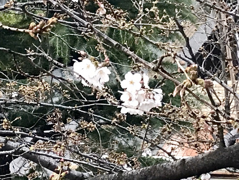 FullSizeRender - 2021-03-19T225916.082