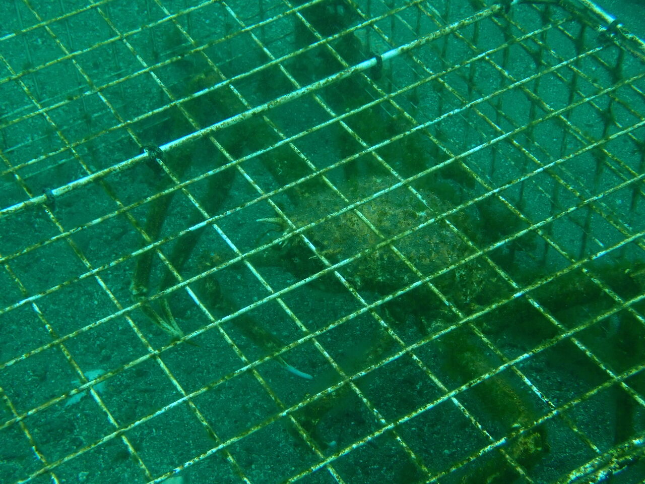 OI000113