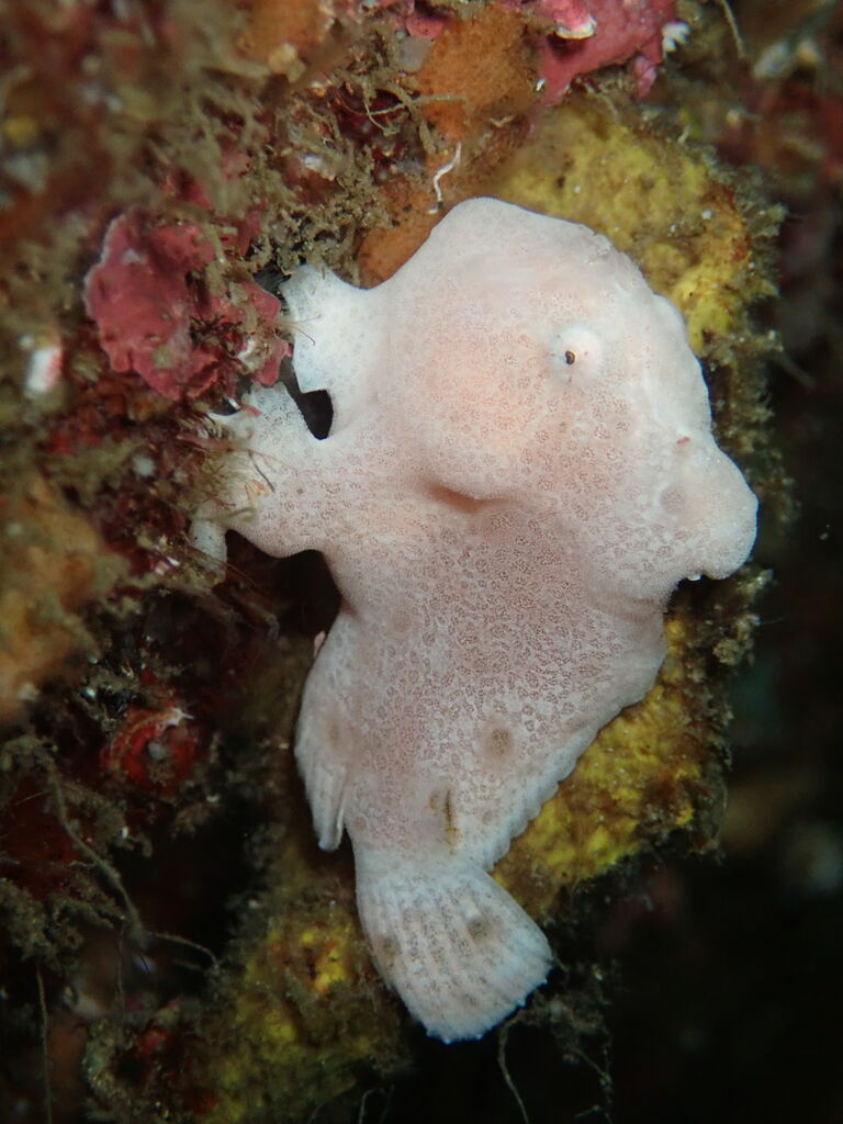 OI000048