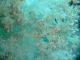 DSCF1513