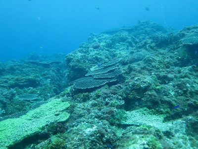 IMG_0828