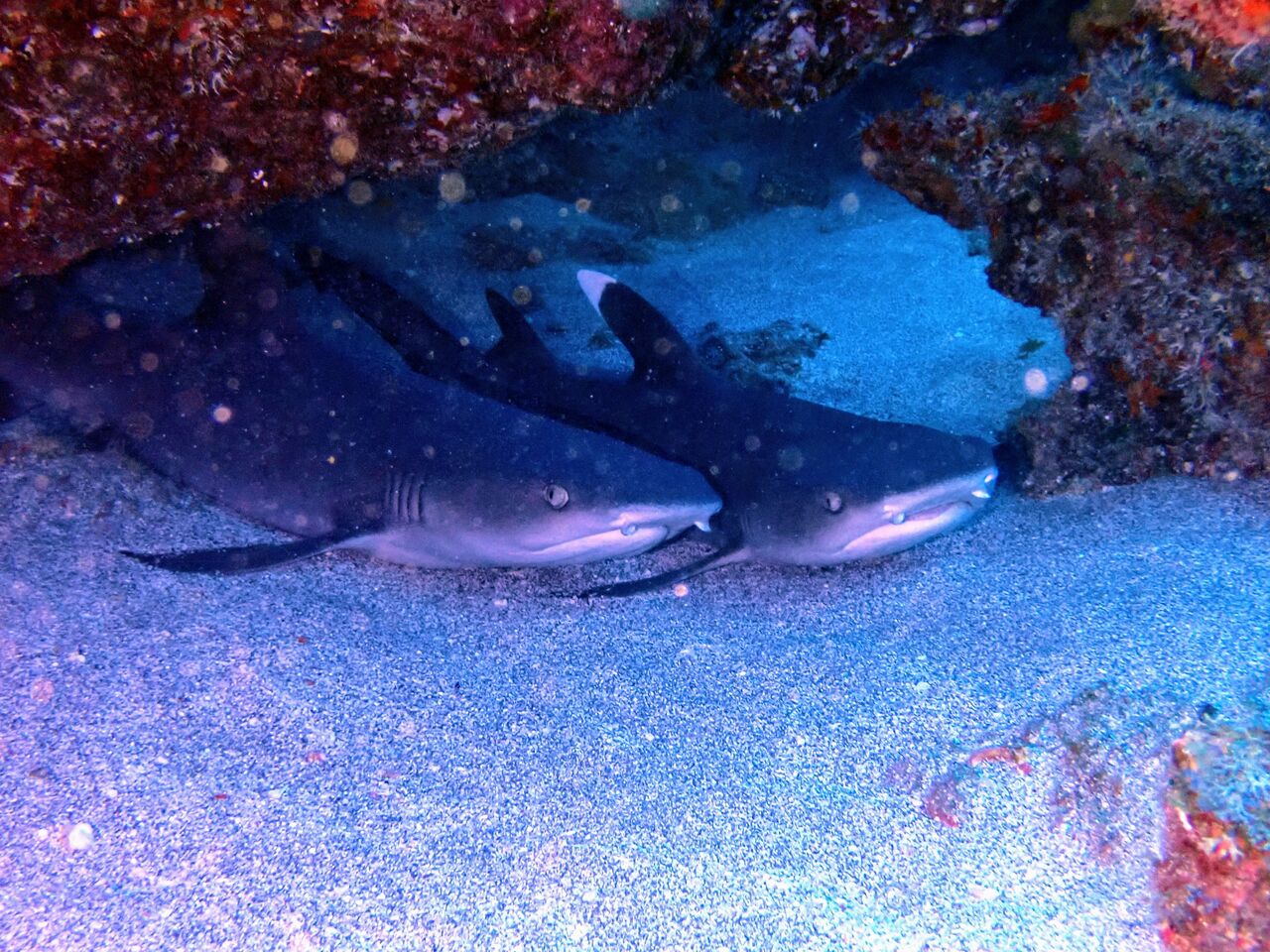 OI000767~2