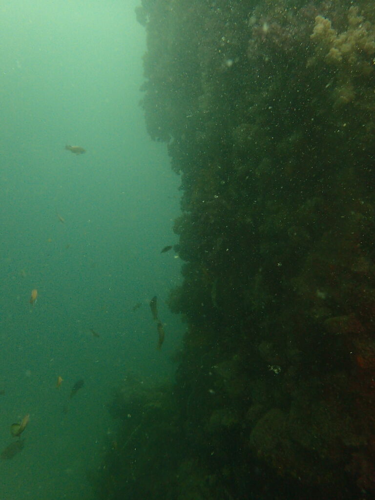 OI000081