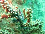 IMG_0766