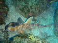 P2132032