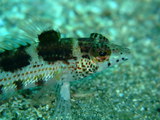 DSCF1527