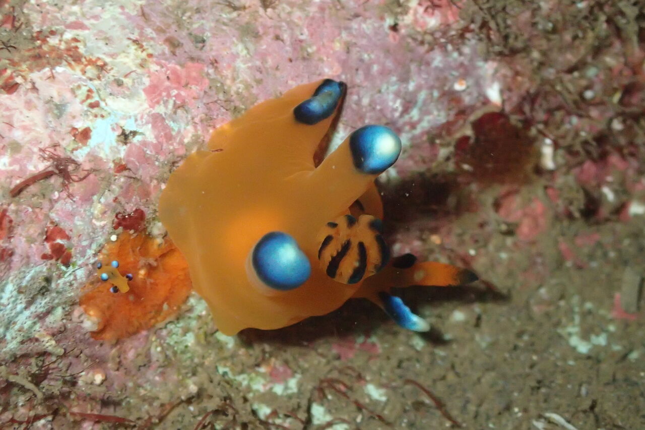 OI000065