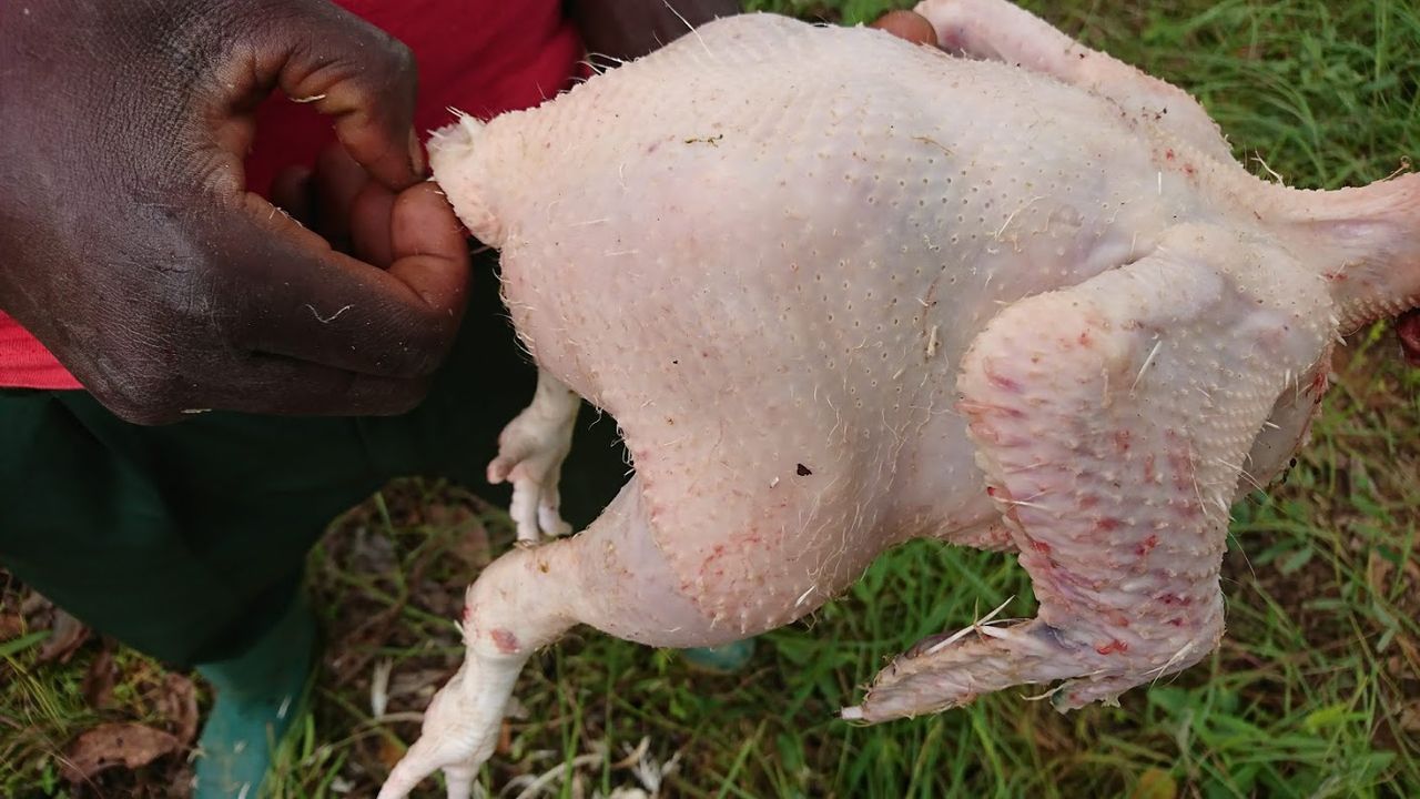 鶏の捌き方講座 わかものーと