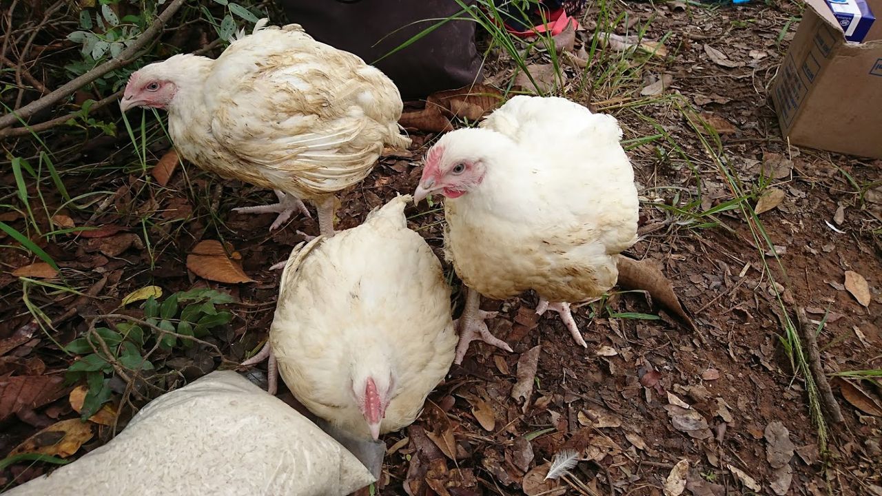 鶏の捌き方講座 わかものーと